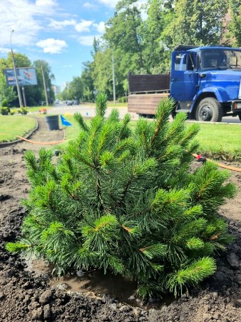 Новини Харкова: на Отакара Яроша створюють зелену композицію